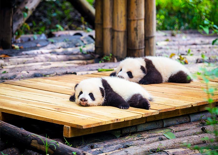 Panda-Aufzuchtstation in Chengdu