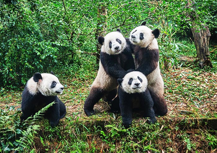 Panda-Aufzuchtstation in Chengdu