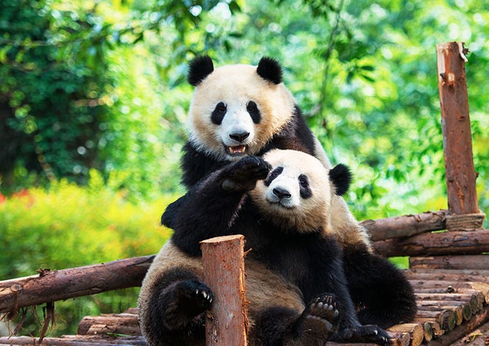 Panda-Aufzuchtstation in Chengdu