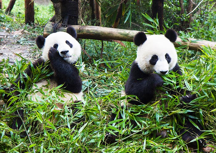 Panda-Aufzuchtstation in Chengdu