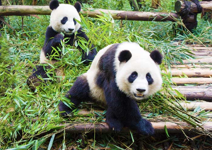 Die spielenden Pandas in der Panda-Aufzuchtstation