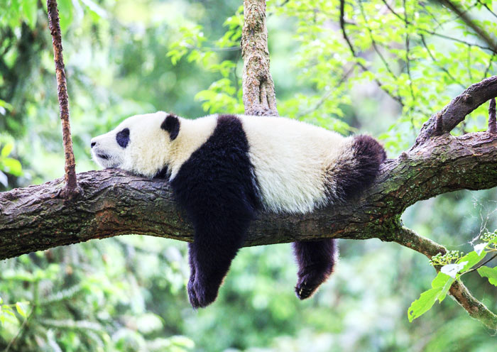 Der Panda, der auf einem Baum ruht