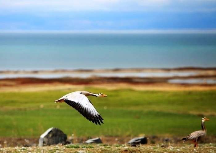 Der Qinghai-See - der größte Salzwassersee Chinas