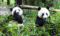 Süßer Panda, Chengdu Süßer Panda, Chengdu